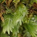 Rock Pocket-Moss - Photo (c) Stefan Gey, some rights reserved (CC BY-NC), uploaded by Stefan Gey