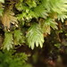Rock Pocket-Moss - Photo (c) Stefan Gey, some rights reserved (CC BY-NC), uploaded by Stefan Gey