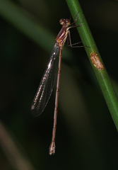 Lestes tenuatus