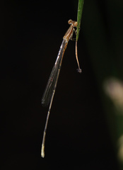 Leptobasis melinogaster