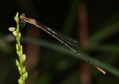 Leptobasis melinogaster