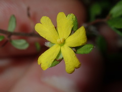Hibbertia empetrifolia