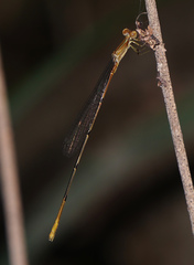 Leptobasis melinogaster