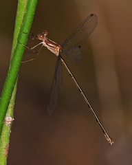 Lestes tenuatus