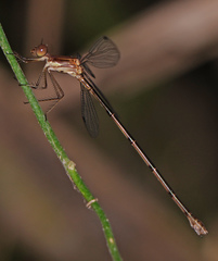 Lestes tenuatus