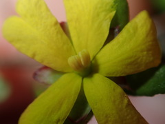 Hibbertia empetrifolia