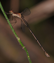 Lestes tenuatus
