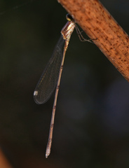 Lestes tenuatus
