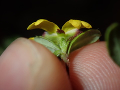 Hibbertia empetrifolia