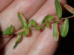 Hibbertia empetrifolia