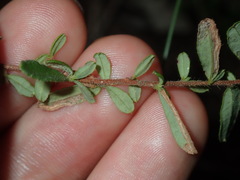 Hibbertia empetrifolia