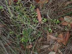 Hibbertia empetrifolia