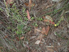 Hibbertia empetrifolia