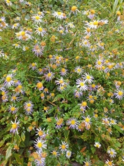 Aster lautureanus