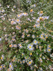 Aster lautureanus