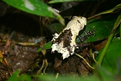 Theloderma baibungense