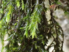 Cinclidotus fontinaloides