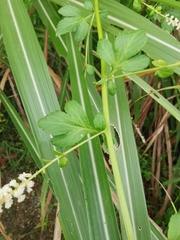 Artemisia lactiflora