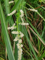 Artemisia lactiflora