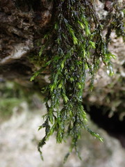 Cinclidotus fontinaloides