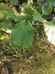 Corylus avellana