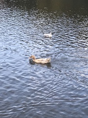 Anas platyrhynchos domesticus