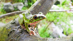 Zhangixalus arboreus