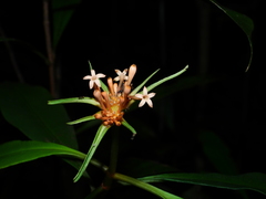 Carapichea ligularis