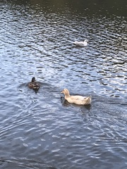 Anas platyrhynchos domesticus