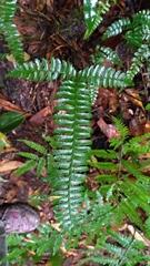 Polystichum hancockii