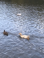 Anas platyrhynchos domesticus