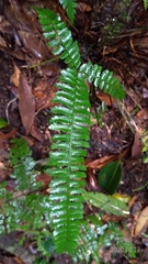Polystichum hancockii