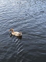 Anas platyrhynchos domesticus