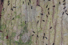 Technomyrmex brunneus