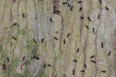 Technomyrmex brunneus