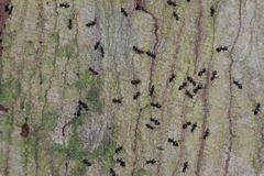 Technomyrmex brunneus