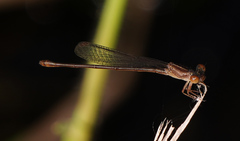 Telebasis digiticollis