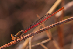 Telebasis digiticollis