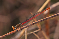 Telebasis digiticollis