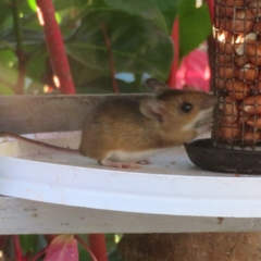 Apodemus flavicollis