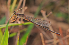 Telebasis digiticollis