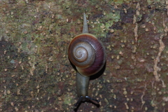 Satsuma