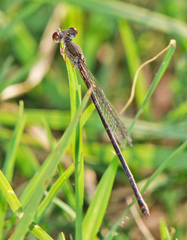 Telebasis digiticollis