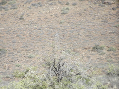 Emarginata
