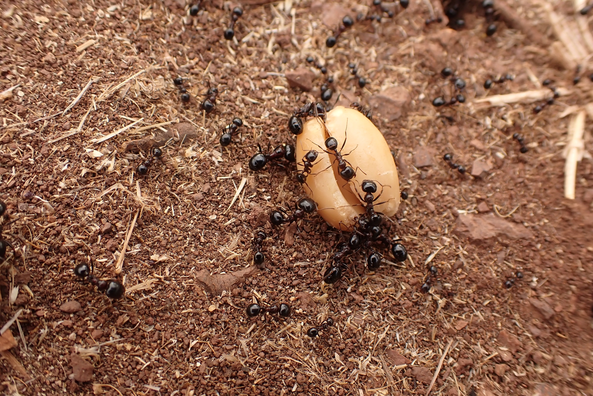 Messor wasmanni