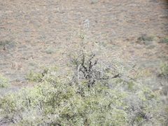 Emarginata
