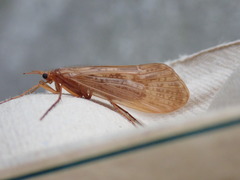 Halesus radiatus