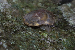 Plectotropis elegantissima