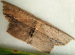 Phalacra vidhisara