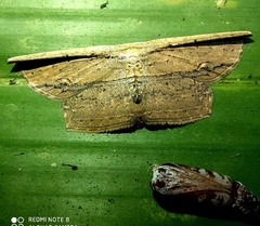 Phalacra vidhisara